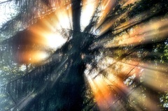 V rozprávkovom lese V