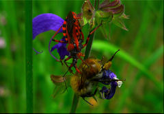 Potravinový reťazec