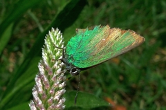 Ostrôžkár černicový (Callophrys 