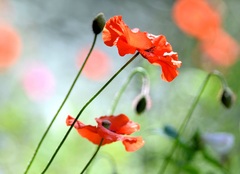 Môj makový svet XXXIV