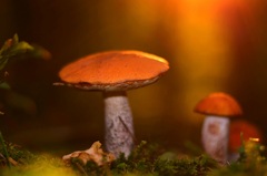 Vo večernom svetle II