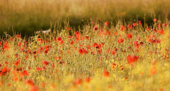 Môj makový svet XXIV