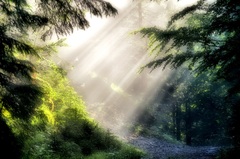 V rozprávkovom lese