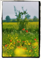 Môj makový svet XXVIII