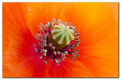 Tajomstvo vlčieho maku