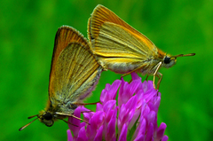 "Tenkrát poprvé" :o) 