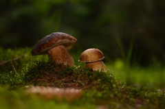 Čo sa v lese skrýva..