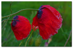 Trochu dažďa neuškodí