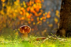 Jesenný dubáčik..