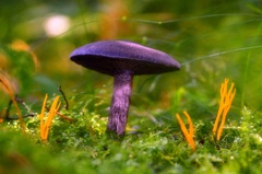 Pavučinovec fialový