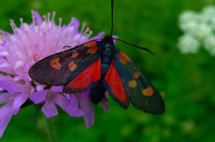 Vretienka päťbodá (Zygaena lonic
