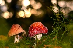 Bodkované domčeky..