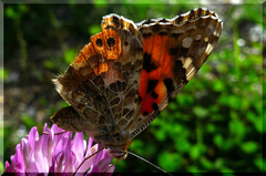 Babôčka bodliaková v protisvetle