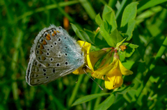 Modráčik obyčajný (Polyommatus i