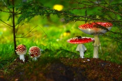 V rozprávkovom lese..