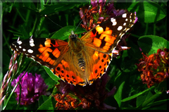 Babôčka bodliaková