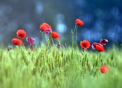 Letná láska..(moja)