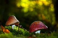 Rozprávkové chalúpky..