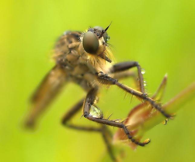 Neoitamus flavofemoratus