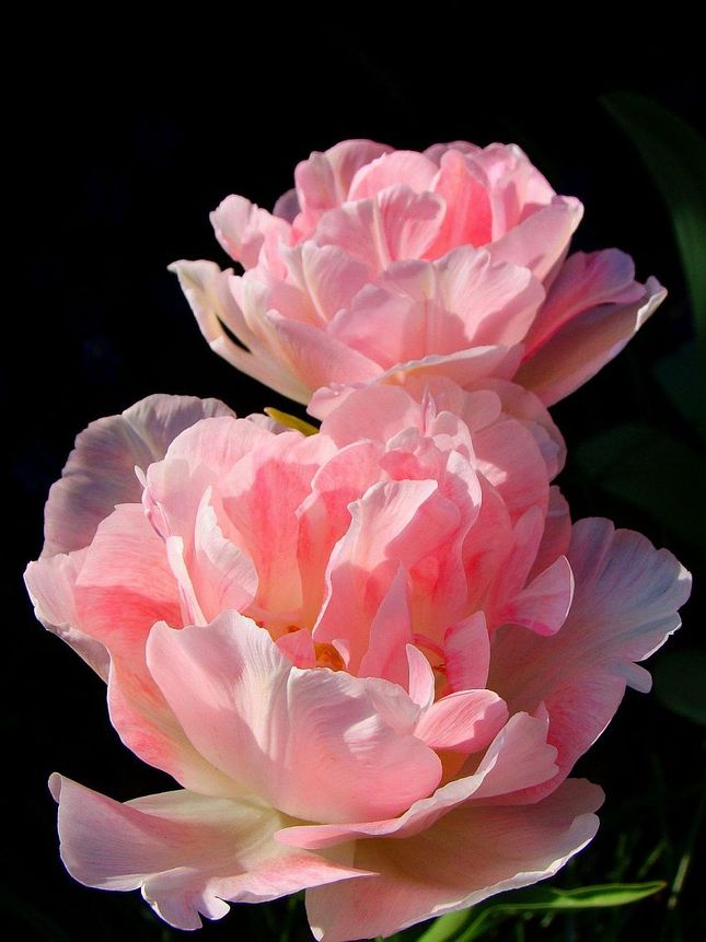 ružové tulipány...