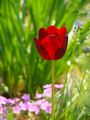 červený tulipán