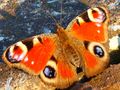 motýľ (babôčka pávooká)