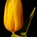 Yellow tulip...