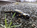 Salamandra