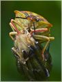 Bzdocha (Carpocoris purpureipenn