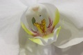 Orchidea