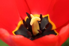 Tulipan