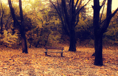 opustená lavička.....