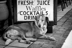 Ospalý vrátnik :-)