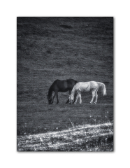 Na podvečernej paši...