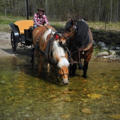 A ešte ďalšie koníky...