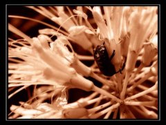 Botanica