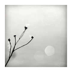 Dreaming