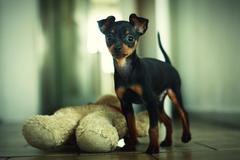 Dex junior