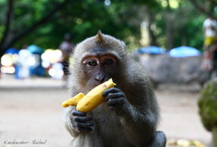 banana joe