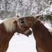 Láska koní