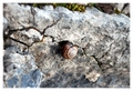 snail