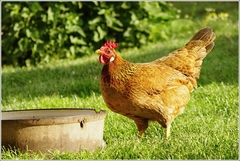 Kto mi vylúchal lavórovicu?