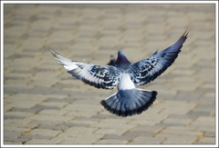 Už letím,miláčik