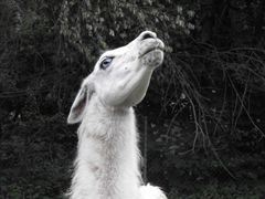 lama
