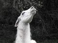 lama