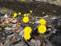 Tussilago farfara