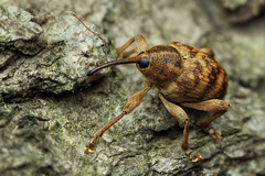 nosáčik žaľuďový