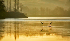 Runway tri voľná !!!!