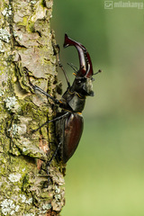 roháč veľký (Lucanus cervus)