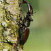 roháč veľký (Lucanus cervus)